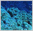 Apo Reef