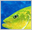 Apo Reef