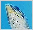Apo Reef