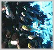 Apo Reef