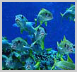 Apo Reef