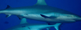 Whitetip Reef Shark, Palau