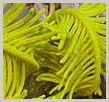 Visayas