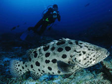 Scuba Diving Philippines