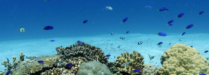Scuba Diving Philippines
