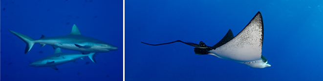 Scuba Diving Palau
