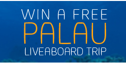 Online Contest