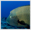 Palau