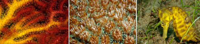 Scuba Diving Philippines