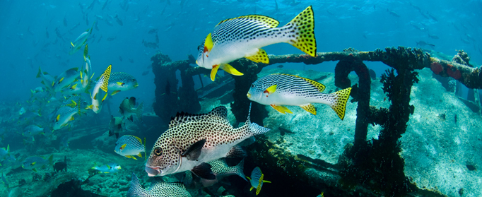 Scuba Diving Tubbataha