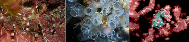 Scuba Diving Philippines