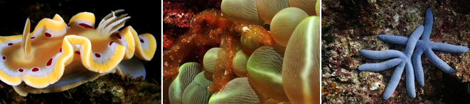 Scuba Diving Philippines