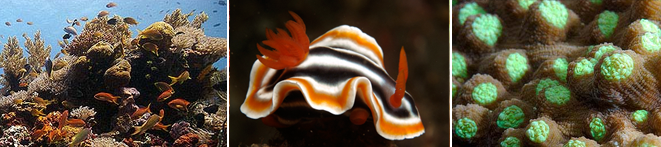 Scuba Diving Philippines