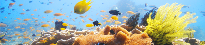 Scuba Diving Philippines
