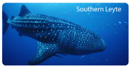 Dive with Whalesharks